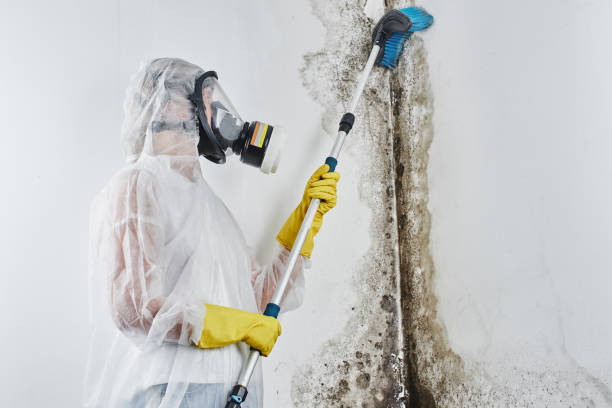 Best Mold Remediation for Specific Building Types in Star, ID